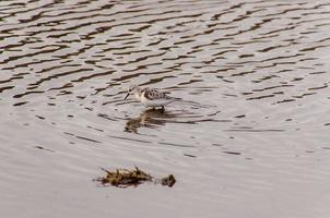 Bird in the water photo