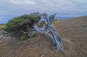 Dead tree on the cliff photo