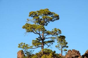 Tree under blue sky photo