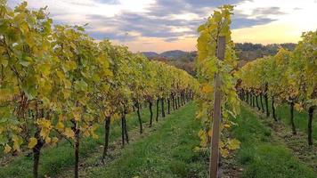 Picture of an autumnal vineyard with colorful leaves on the vines video