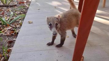 Video of group of coatis in close up in hotel resort in Mexico