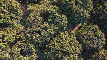 vue aérienne de l'été en forêt. tir de drone au-dessus d'une forêt mixte, d'arbres à feuilles caduques verts dans un bois ou un parc de campagne.