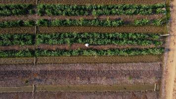 Luftaufnahme von Feldern und landwirtschaftlichen Parzellen. video