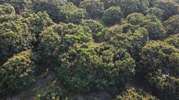 vue aérienne de l'été en forêt. tir de drone au-dessus d'une forêt mixte, d'arbres à feuilles caduques verts dans un bois ou un parc de campagne. video