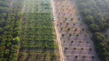 Aerial view of workers harvesting organic vegetables into baskets in the morning. Farmers loading baskets of organic vegetables into pickup trucks after harvest. Healthy Eating and Fresh Vegetables video