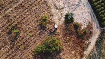 vue aérienne de travailleurs chargeant des grumes d'eucalyptus dans une camionnette après la récolte. plantation d'eucalyptus récoltés pour le déchiquetage de bois. vue de dessus de la forêt d'eucalyptus en thaïlande. video