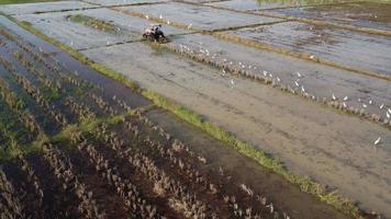 aereo Visualizza di contadino nel rosso trattore preparazione terra per riso piantare con uccelli volante intorno a. contadino Lavorando nel riso campo di trattore. grande agricolo industria paesaggio. video