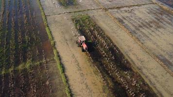 Aerial view of farmer in red tractor preparing land for rice planting with birds flying around. Farmer working in rice field by tractor. Large agricultural industry landscape. video