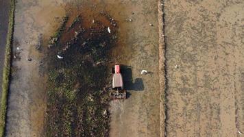 vue aérienne d'un agriculteur dans un tracteur rouge préparant la terre pour la plantation de riz avec des oiseaux volant autour. agriculteur travaillant dans une rizière en tracteur. grand paysage de l'industrie agricole. video