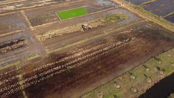 aereo Visualizza di contadino nel rosso trattore preparazione terra per riso piantare con uccelli volante intorno a. contadino Lavorando nel riso campo di trattore. grande agricolo industria paesaggio. video