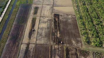 antenne visie van boer in rood trekker voorbereidingen treffen land- voor rijst- aanplant met vogelstand vliegend in de omgeving van. boer werken in rijst- veld- door tractor. groot agrarisch industrie landschap. video