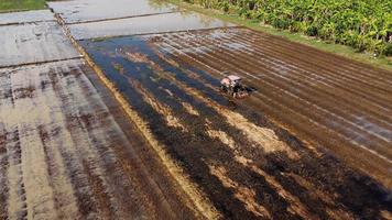 antenne visie van boer in rood trekker voorbereidingen treffen land- voor rijst- aanplant met vogelstand vliegend in de omgeving van. boer werken in rijst- veld- door tractor. groot agrarisch industrie landschap. video