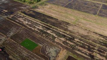 vue aérienne d'un agriculteur dans un tracteur rouge préparant la terre pour la plantation de riz avec des oiseaux volant autour. agriculteur travaillant dans une rizière en tracteur. grand paysage de l'industrie agricole.