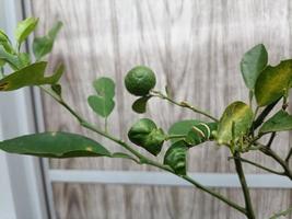 Between lime and caterpillar who will survive the weather with big winds photo