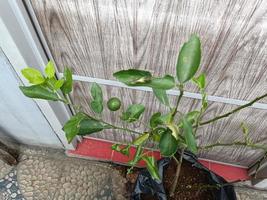 Between lime and caterpillar who will survive the weather with big winds photo