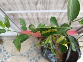 Between lime and caterpillar who will survive the weather with big winds photo