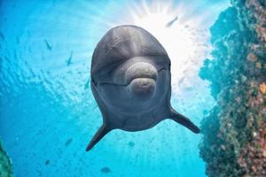 delfín bajo el agua en el fondo del arrecife foto