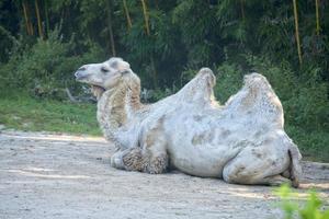 White camel portrait photo