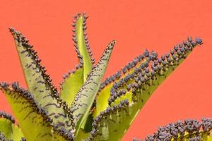 Cactus plant close-up view photo