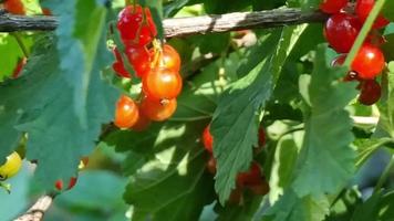 mogen röd vinbär bär på en gren av en buske bland de grön löv i sommar. dess en blåsigt solig dag. de tema av trädgårdsarbete. video