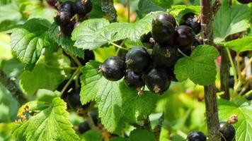 grosella negra madura en las ramas entre las hojas verdes, un día soleado. de cerca. temporada de cosecha. video