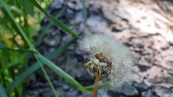 Fluffy dandelion head with partially shedding seeds, close-up. In the shade, in the meadow. video