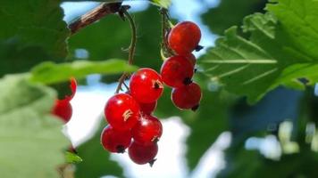 rosso ribes frutti di bosco su un' ramo di un' verde cespuglio nel il estate sotto il raggi di il sole avvicinamento. è un' ventoso soleggiato giorno. il tema di giardinaggio. video