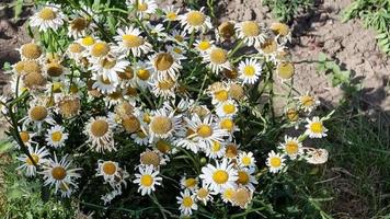 margaritas blancas descoloridas en un lecho de flores en el jardín, un día soleado. el tema de la floricultura. video