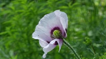 Poppy inflorescences, white purple petals with petals and stamens. Close-up. The theme of horticulture and floriculture. video