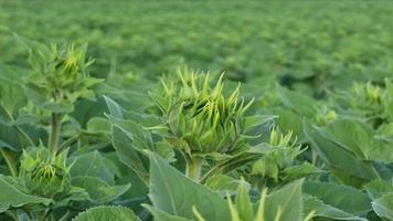 verde girasole germoglio avvicinamento su il sfondo di il campo. coltivazione di semi oleosi, il argomento di agricoltura. video