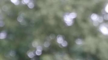 Blurry dark green background of leaves and bokeh. video