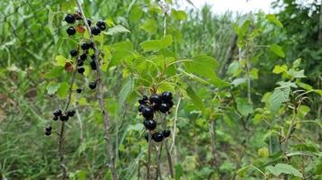 Ripe black currant on the branches among the green leaves, a sunny day. Harvest season. video