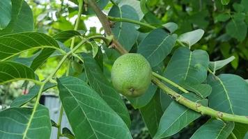 Unreife Walnussfrucht auf einem Ast mit grünen Blättern. Gartenarbeit. video