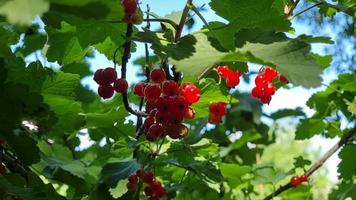 baies rouges de groseille mûre en été sur une branche d'un buisson vert sous les rayons du soleil. temps venteux et ensoleillé. le thème du jardinage. video