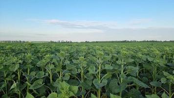 Green sunflower field before blooming, buds under blue sky. Agriculture. video