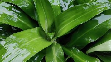 Dracaena fragrans or sri gading hit by rain, nature concept footage. video