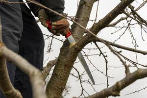 Pruning fruit trees in the garden with a saw in autumn and spring. A series of pictures. photo