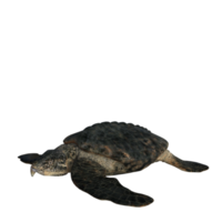 Archelon isolierter Dinosaurier 3D-Rendering png