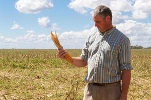 hombre de campo en el rastrojo de la cosecha de maíz foto