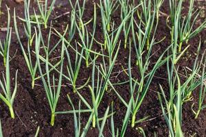 garlic in the garden. Growing garlic in plant. Vegetable beds with garlic photo