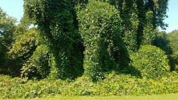 trees covered with invasive green vine weeds photo