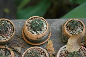 Cactus in an old pot in a cafe photo