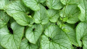 heart-shaped green leaves, forget me not plant video