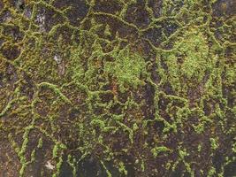 the moss creates an abstract pattern on the wall photo