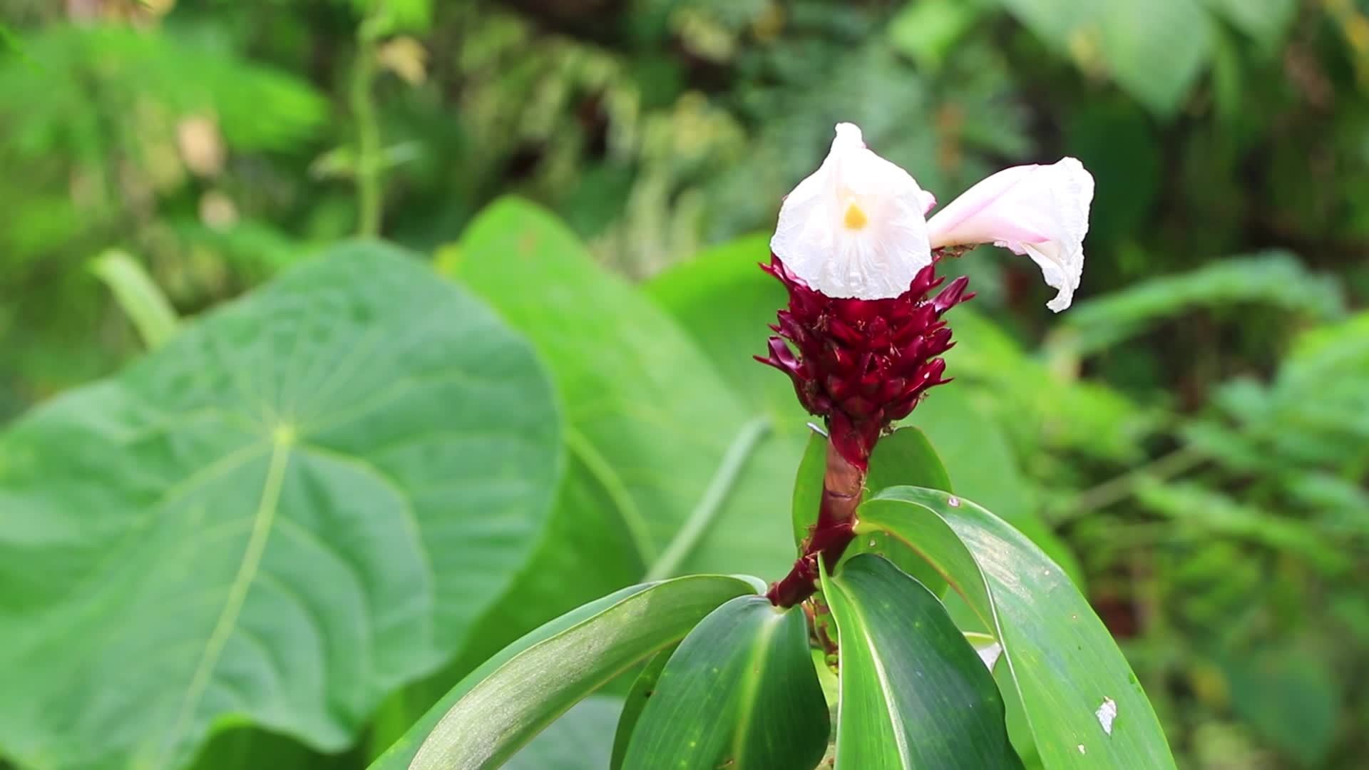 Tropical nature with palm trees flowers plants jungle forest Thailand