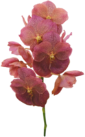 stänga upp skön orkide blomma skära ut png