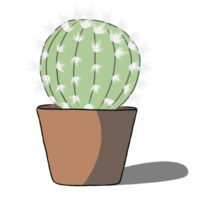 plante de cactus dans le pot. png