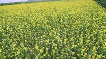 hoge Hoek schot van bloeiend geel koolzaad bloem fabriek in de veld- natuurlijk landschap visie video