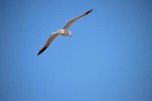 A view of a Seagull in flight photo