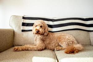 mascota perro goldendoodle foto